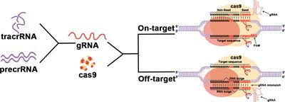 Description of CRISPR-Cas9 development and its prospects in human papillomavirus-driven cancer treatment